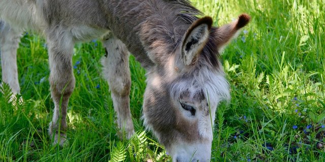 Edith und Wolfgang Müller haben auf ihrem Betrieb im bernischen Grasswil eine Art Auffangstation für Esel. Denn bei den Tiere werde oft Haltung und Pflege vernachlässigt. (Bild Fritz_the_Cat / Pixabay)