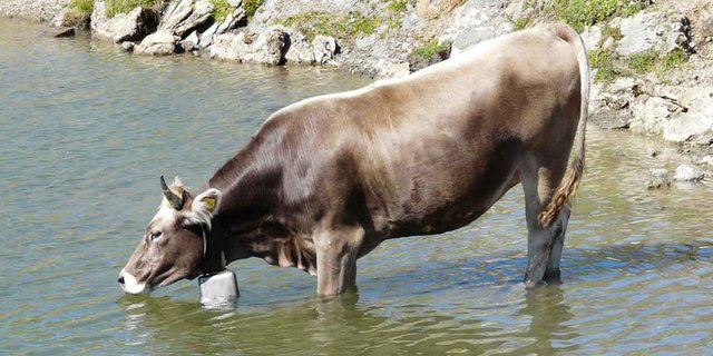 Laut SBV zielt die Initiative meilenweit am Ziel vorbei. (Hans-Jörg Rätz/landwirtschaft.ch)