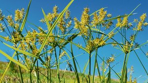 Abschlussbericht: Ein Wundermittel gegen das Erdmandelgras gibt es nicht Erdmandelgras gehört zu den Sauergräsern und hat einen typisch dreikantigen Stängel. (Bild Heiri Hebeisen)