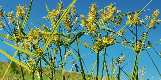Erdmandelgras gehört zu den Sauergräsern und hat einen typisch dreikantigen Stängel. (Bild Heiri Hebeisen)