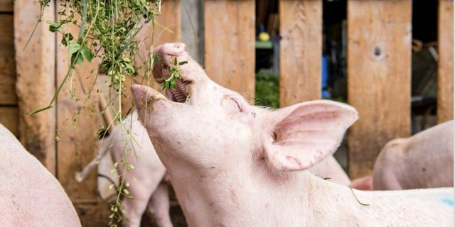 Schweine mögen saftiges, feuchtes Raufutter. Ideal ist gemäss FiBL frisches Gras, Silage ist beliebter als Heu. (Bild FiBL)