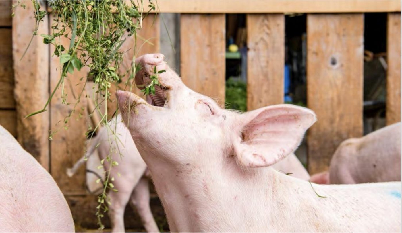 Schweine mögen saftiges, feuchtes Raufutter. Ideal ist gemäss FiBL frisches Gras, Silage ist beliebter als Heu. (Bild FiBL)