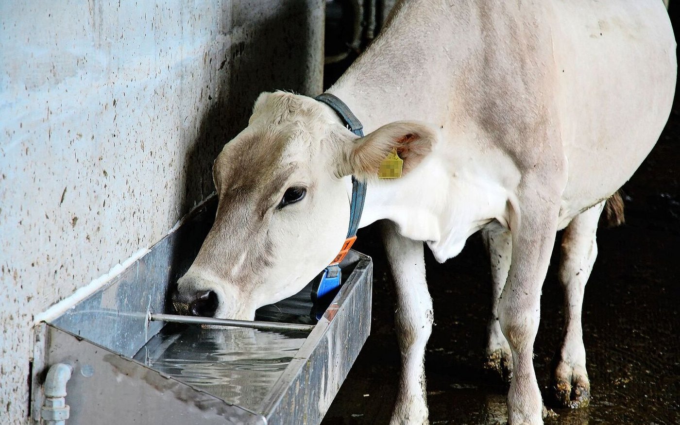 Wasser ist das Futtermittel Nummer eins. Saufen die Tiere zu wenig, sinken deren Futteraufnahme und somit auch die Milch- oder Mastleistung. Daneben reduziert eine ausreichende Wasserversorgung auch Hitzestress. 