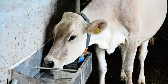 Wasser ist das Futtermittel Nummer eins. Saufen die Tiere zu wenig, sinken deren Futteraufnahme und somit auch die Milch- oder Mastleistung. Daneben reduziert eine ausreichende Wasserversorgung auch Hitzestress. 
