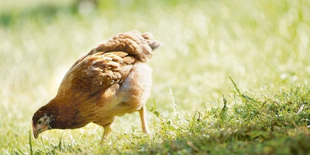 Die Mindestmastdauer für Knospe-Mastpoulets beträgt 63 Tage. Die durchschnittliche Tageszunahme darf bis zum 63. Alterstag maximal 27,5 g betragen.