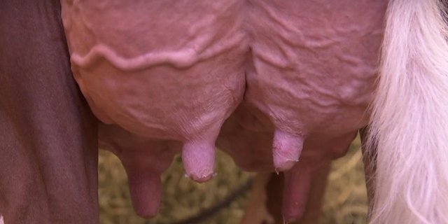 Der Nationalrat hat heute über ein Verbot des Zitzenverschliessens debattiert. (Bild Screenshot SRF)