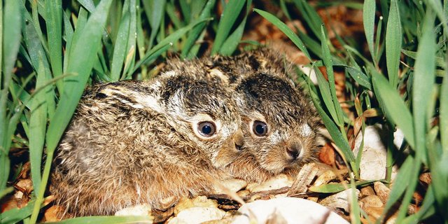 Feldhasen in Getreideflächen angrenzend an Hauptstrassen zu fördern ergibt wenig Sinn. Aber auch der Einsatz des Striegels im Getreide gegen Verunkrautung überlebt ein Nest kaum. Es gibt noch einige Baustellen zu bearbeiten. (Bild Nicolas Martinez)