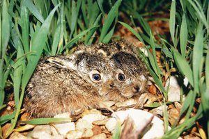Zum Schutz der Feldhasen: Bald wird der «Hasenweizen» gesät Feldhasen in Getreideflächen angrenzend an Hauptstrassen zu fördern ergibt wenig Sinn. Aber auch der Einsatz des Striegels im Getreide gegen Verunkrautung überlebt ein Nest kaum. Es gibt noch einige Baustellen zu bearbeiten. (Bild Nicolas Martinez)