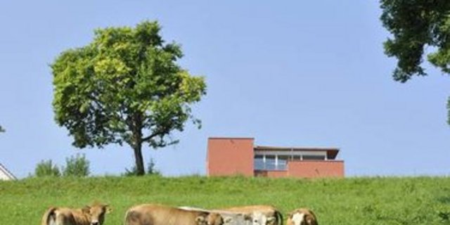 Beim Bio Weide-Beef sind die Tiere den grössten Teil ihres Lebens auf der Weide. (Bild: FiBL/Marion Nitsch)