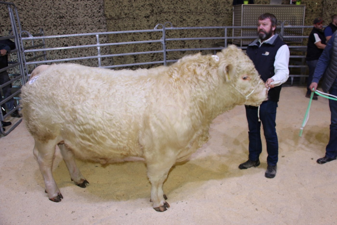Der natürlich hornlose Charolais-Stier Mercantfarm Pirate galt an der Auktion 5000 Franken.  Der et-was mehr als einjährige Stier mit 131 cm grosse ausgeglichene Elite-Stier war 91 Punkten in der Syn-these beurteilt worden.  Züchter sind Jean-Pierre und Lionel Mercanton aus Lavaux VD. (Bild rü)