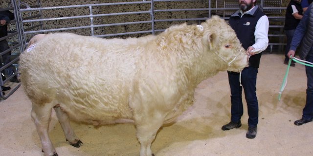 Der natürlich hornlose Charolais-Stier Mercantfarm Pirate galt an der Auktion 5000 Franken.  Der et-was mehr als einjährige Stier mit 131 cm grosse ausgeglichene Elite-Stier war 91 Punkten in der Syn-these beurteilt worden.  Züchter sind Jean-Pierre und Lionel Mercanton aus Lavaux VD. (Bild rü)