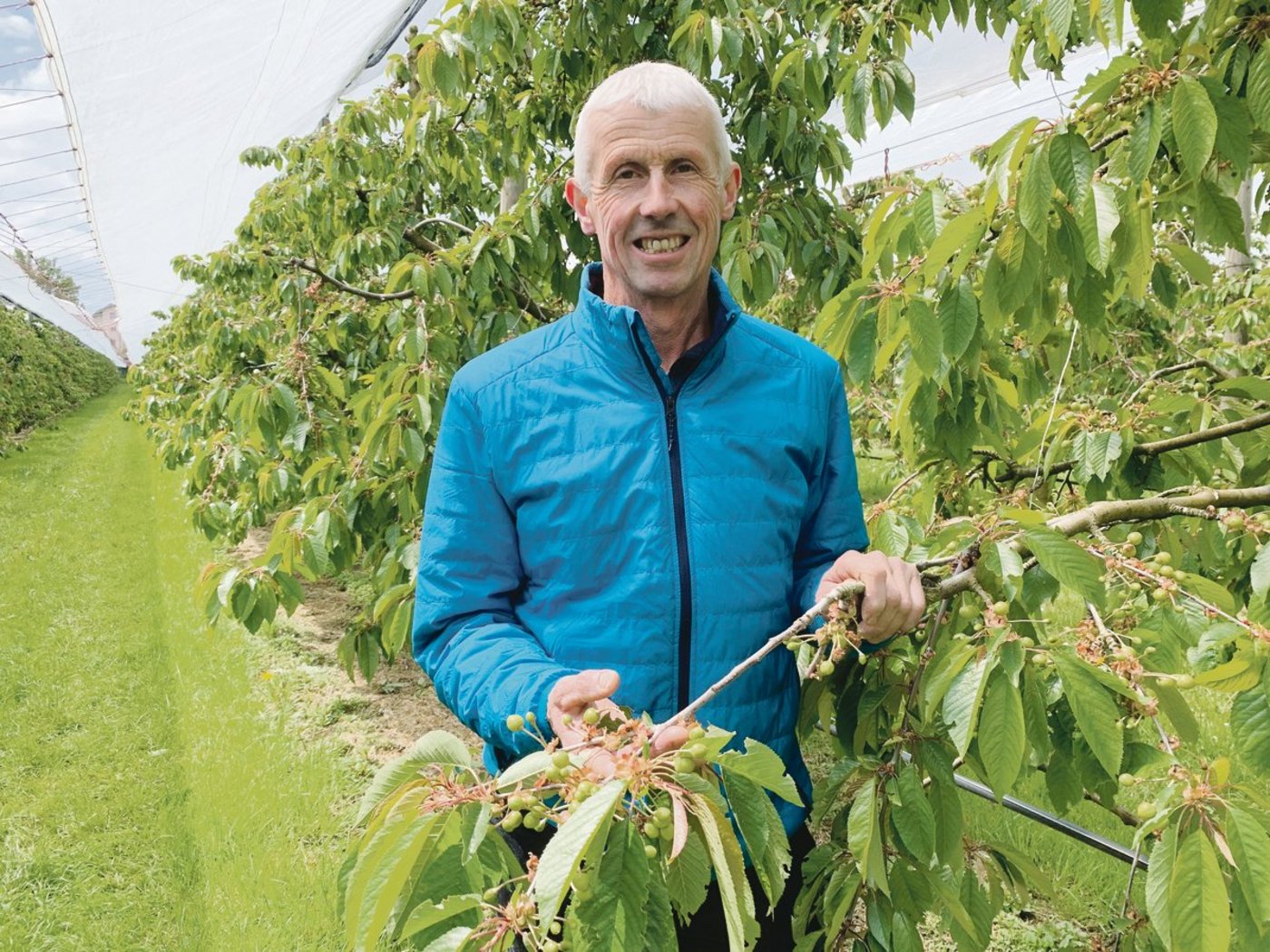 Xaver Stocker in der Kirschenanlage in Eschenbach. Die Kultur wurde letzte Woche kurzfristig schon mit der Regenfolie eingedeckt, das verminderte den Strahlungsfrost.  (Bild Josef Scherer)