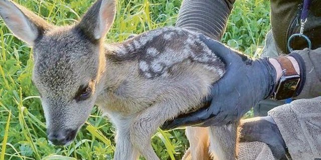 Kleine Rehkitze konnten leicht erwischt werden. Das Einfangen von grösseren verlangte etwas mehr Fitness.