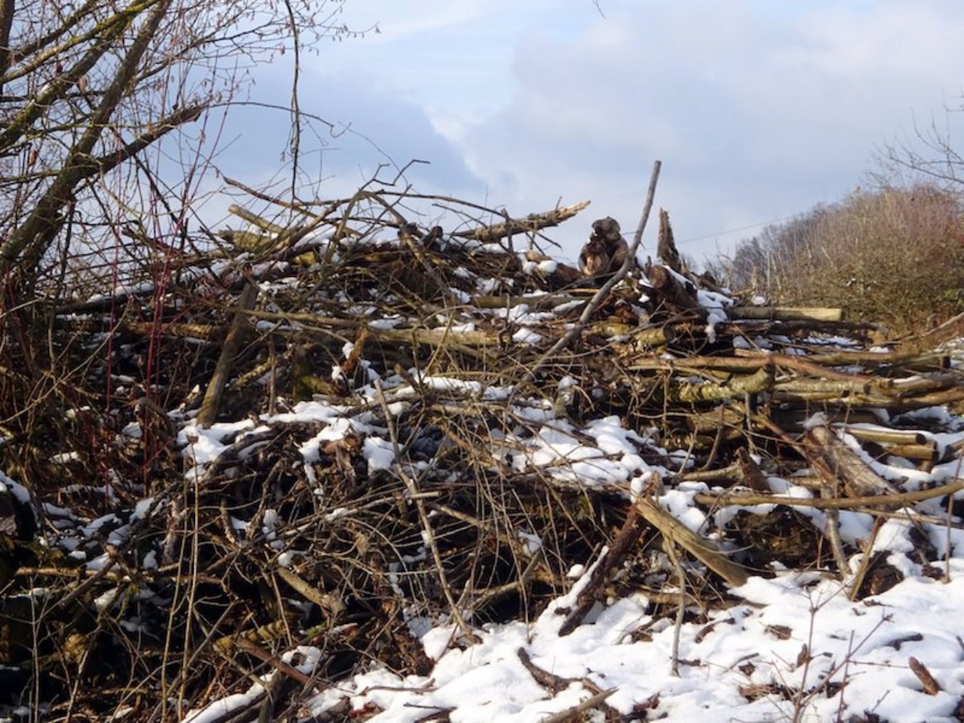Der Winter ist laut Bird Life die beste Zeit für den Rückschnitt von Gehölzen im Garten und damit die Errichtung von Asthaufen. Ab März sollte man zur Schonung von Brutvögeln nicht zu Astschere und Säge greifen. (Bild Bird Life Schweiz)