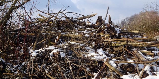 Der Winter ist laut Bird Life die beste Zeit für den Rückschnitt von Gehölzen im Garten und damit die Errichtung von Asthaufen. Ab März sollte man zur Schonung von Brutvögeln nicht zu Astschere und Säge greifen. (Bild Bird Life Schweiz)