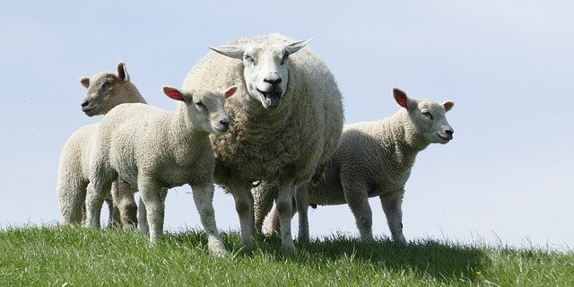 Es wurde viel in den Herdenschutz investiert. Mit Erfolg: Es gab keinen einzigen Angriff von Grossraubtieren. (Symbolbild Pixabay)