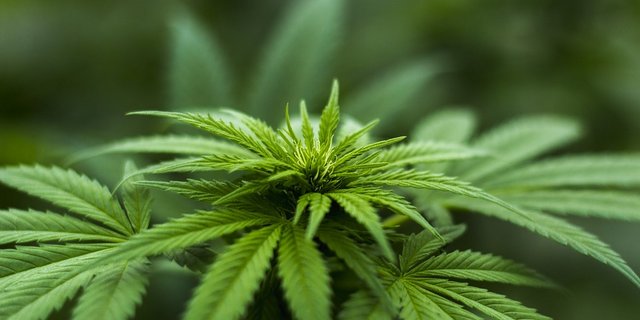 Der Hanfbauer muss seine bedingte Vorstrafe für früheren Hanfanbau nur teilweise absitzen. Das Gericht attestiert, er habe sich gebessert. (Symbolbild Pixabay)