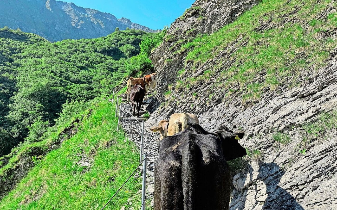 Thomanns Jungvieh unterwegs auf die Alp Valtüsch. 
