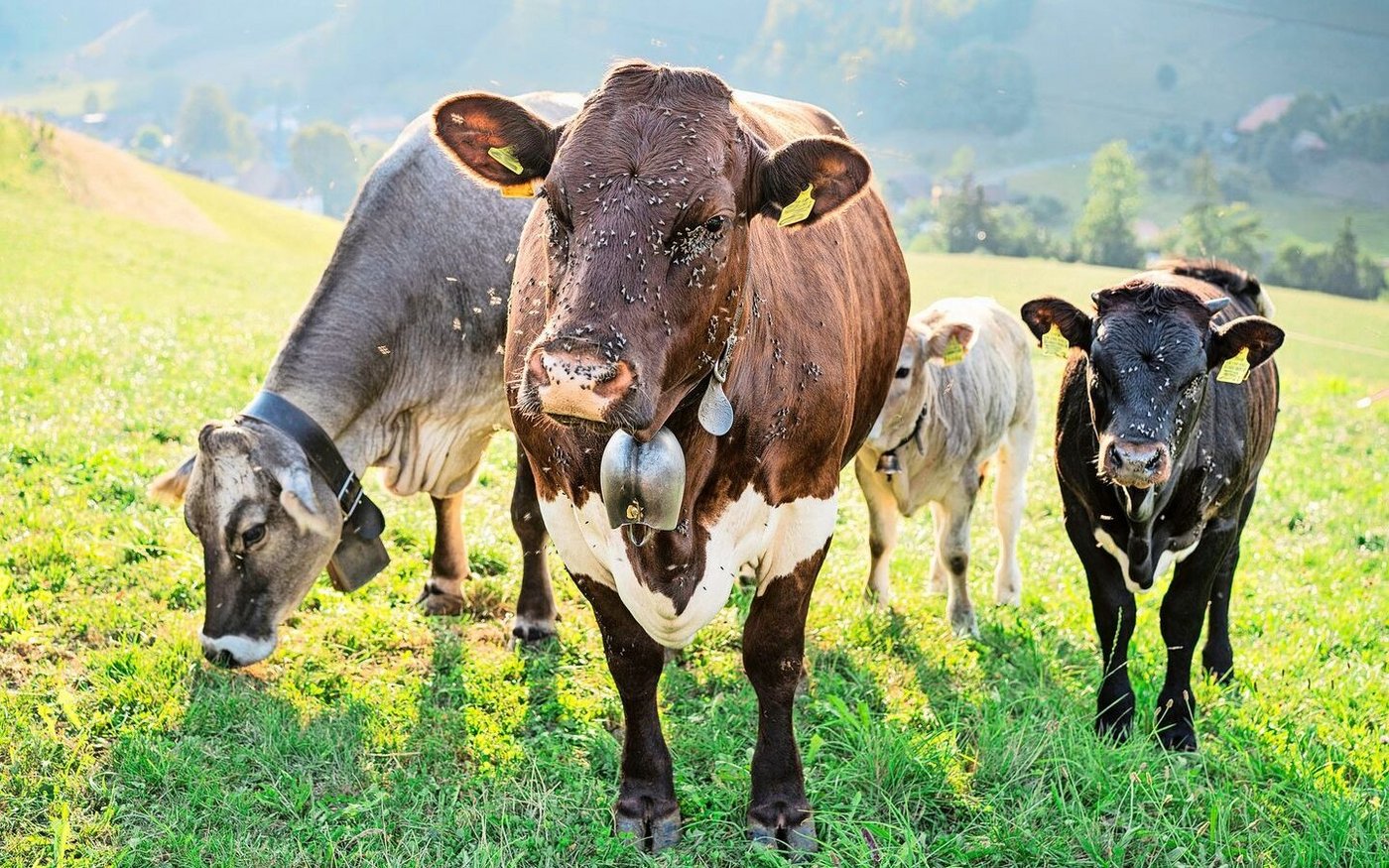 Fliegen sind lästig, beeinträchtigen die Leistung der Nutztiere und können Krankheiten übertragen. Ihre Saison hat trotz der Regenperiode bereits wieder begonnen. 