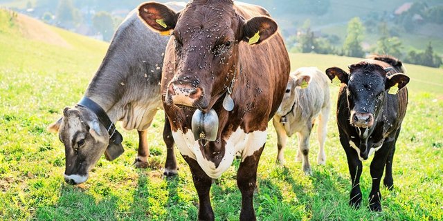 Fliegen sind lästig, beeinträchtigen die Leistung der Nutztiere und können Krankheiten übertragen. Ihre Saison hat trotz der Regenperiode bereits wieder begonnen. 