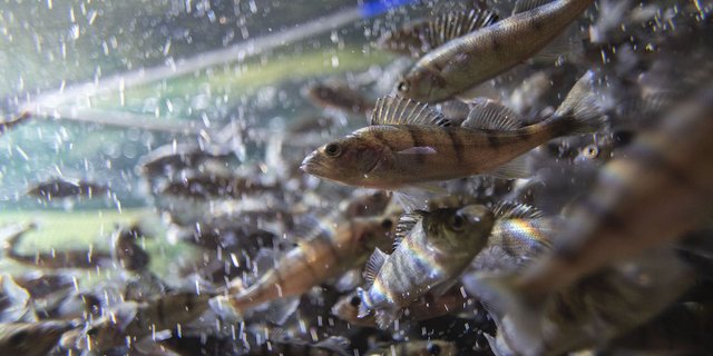 Die Migros bezeichnet Egli (Bild) und Felchen als Schweizer Traditionsfische. (Bild Migros)