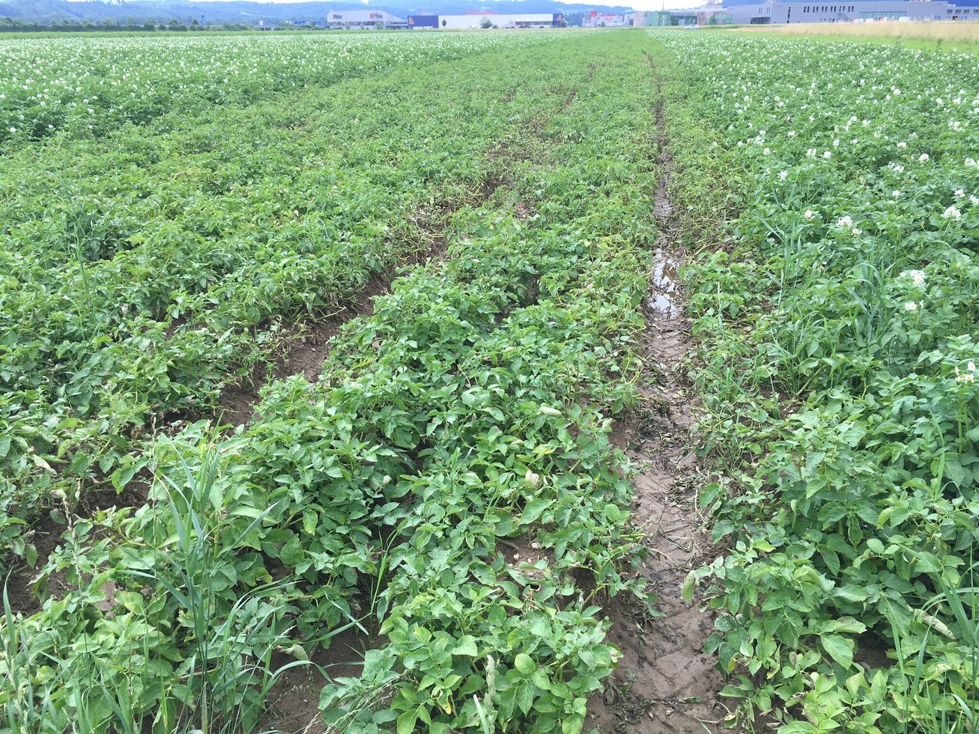 Für die nächsten Tage ist weiterer Regen vorhergesagt, aber die Felder triefen schon jetzt vielerorts vor Nässe. (Bild jsc)
