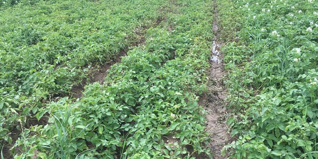 Für die nächsten Tage ist weiterer Regen vorhergesagt, aber die Felder triefen schon jetzt vielerorts vor Nässe. (Bild jsc)