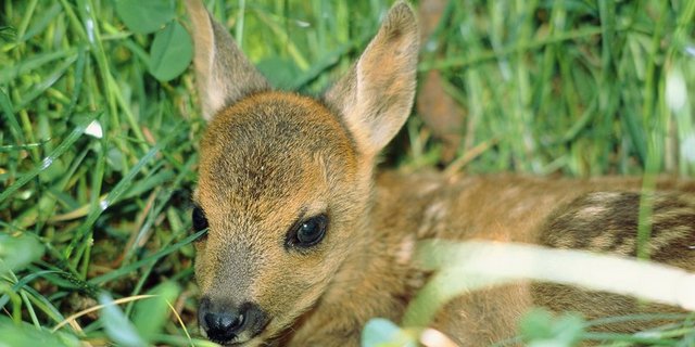 Rehkitz im Gras. (Bild Fotolia)