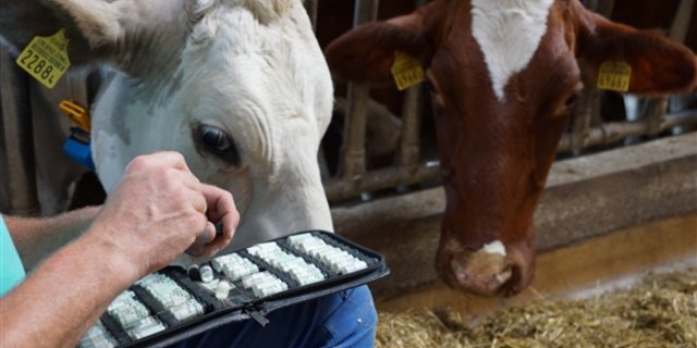 Globuli statt Chemie im Milchviehstall: Produzenten, Verarbeiter und Abnehmer wollen weniger Antibiotika in der Tierhaltung. (Bild Ruth Aerni)
