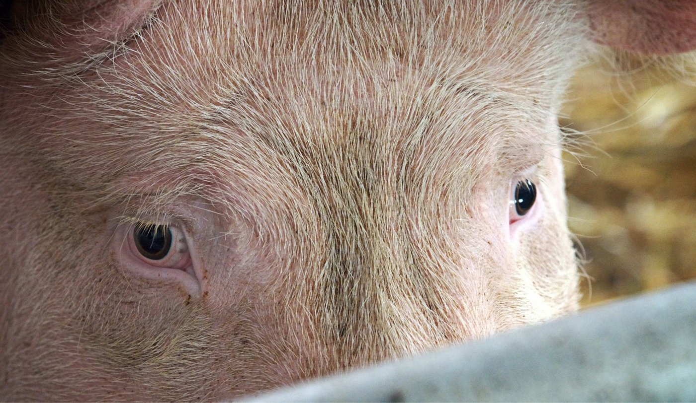 Für deutsche Schweinehalter sind die neuen Vorschriften zur Schweinehaltung in Deutschland «angeblicher und falsch verstandener Tierschutz», schreibt Topagrar. (Symbolbild Pixabay)