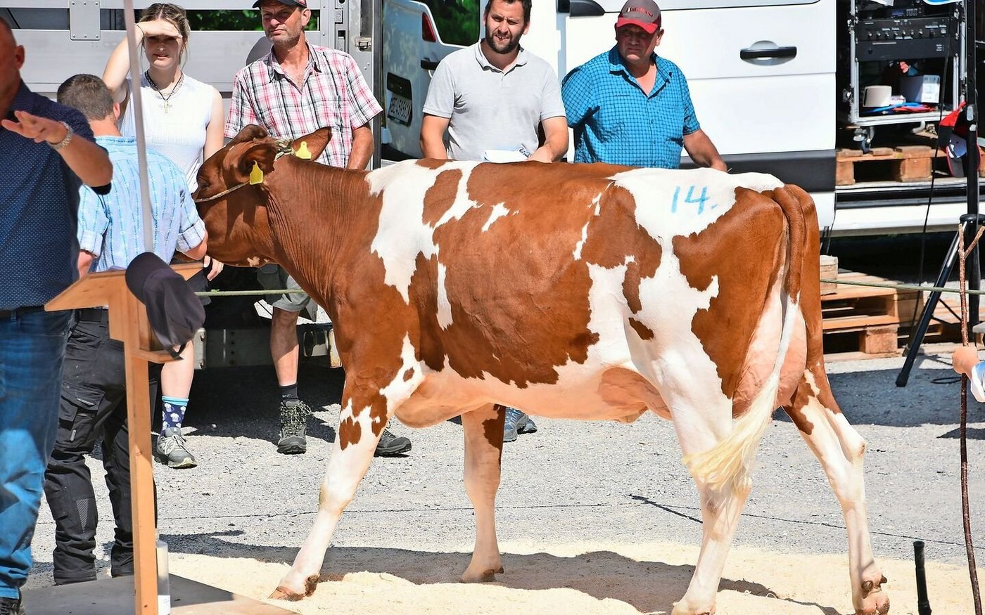 Den Spitzenpreis von 4800 Franken löste die wunderschöne Anthony Leandra, angeboten von Hans Wenger, Zwischenflüh. 
