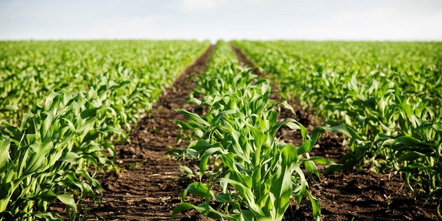 Valagro verkauft z. B. Biostimulazien, die Prozesse der Pflanzenphysiologie wie die Nährstoffaufnahme unterstützen sollen. (Symbolbild Pixabay)