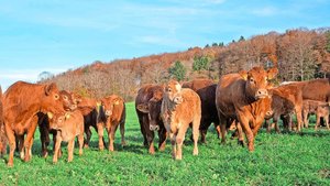 Die Mutterkuhherde v Die Mutterkuhherde von Ueli Vögtli und Andrea Kaiser umfasst rund 37 Muttertiere. Statt am Computer erstellt Andrea Kaiser das Begleitdokument für Tiere, die den Hof verlassen, einfach und bequem am Handy.