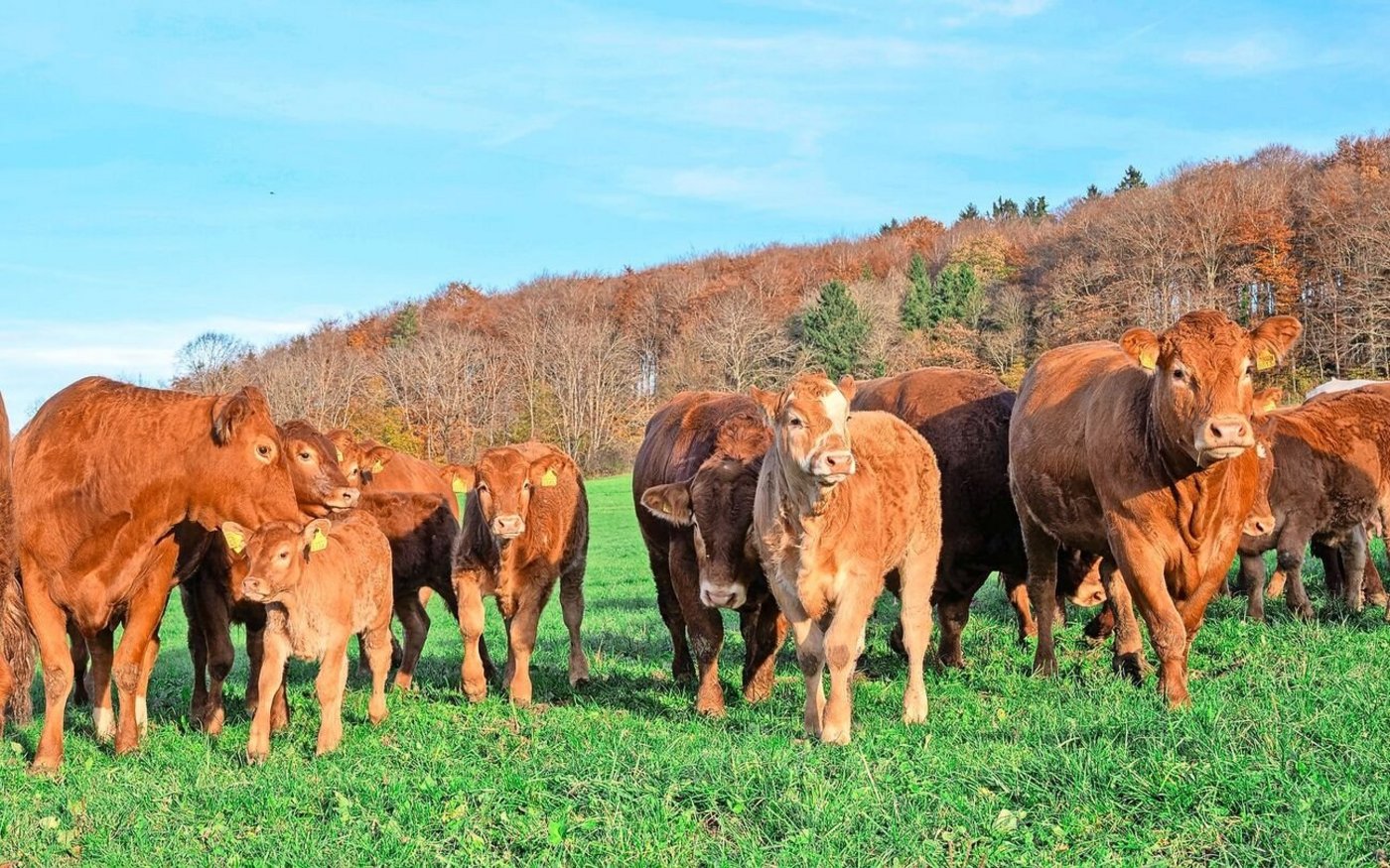 Die Mutterkuhherde von Ueli Vögtli und Andrea Kaiser umfasst rund 37 Muttertiere. Statt am Computer erstellt Andrea Kaiser das Begleitdokument für Tiere, die den Hof verlassen, einfach und bequem am Handy. 