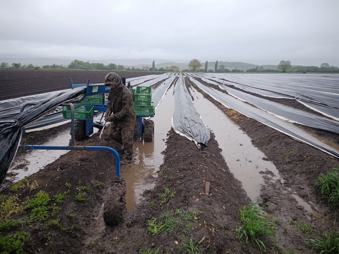 Die Spargelernte wird durch die Nässe und Kälte beeinträchtigt. (Bild BauernZeitung)