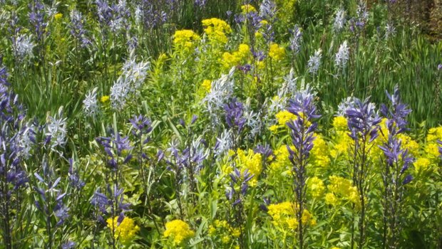 Viel zu wenig bekannt: Prärielilien auf hohen Stielen in verschiedenem Blau. Im Bild sieht man verschiedene Arten zusammen mit Sumpfwolfsmilch. (Bild Ruth Bossardt)