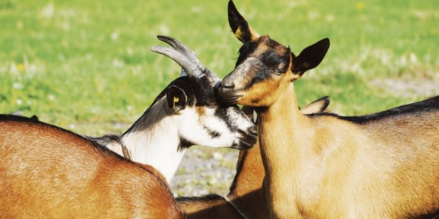 Wenn die Ohrmarken sorgfältig angebracht werden, gibt es keine Infektionen.(Symbolbild rae)
