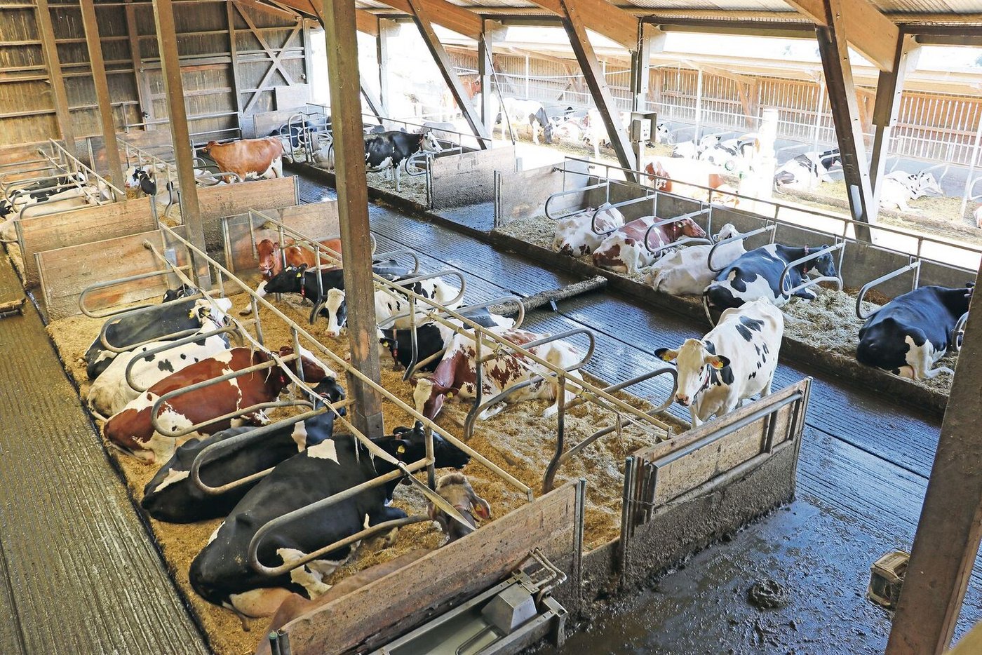 Lüschers Kühe geniessen Bewegungsfreiheit im Boxenlaufstall und gehen trotz AMS auf die Weide.