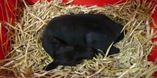 Dieses bisschen Kalb wiegt nur 4 Kg, trinkt aber fleissig. (Bild Christoph Saner)