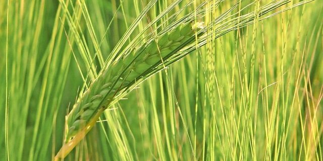 Die Gerstenliste umfasst für 2026 12 Sorten.