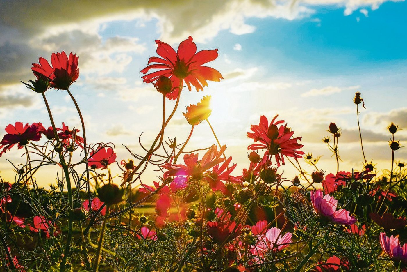 Die Blumenfelder in der Region sind beliebt. Die Felder sind nicht bewacht, und die Kunden können sich selbst bedienen. (Bild zVg)