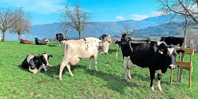 Weidebeginn für Rindvieh: Nur noch bis Ende März gelte die vektorfreie Periode, ab dann müsse mit mehr Mücken gerechnet werden, welche die Blauzungenviren übertragen. 