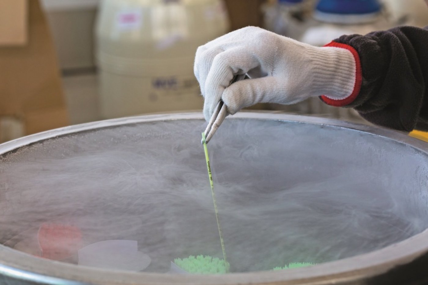 Bei der Überprüfung der Produktionsprozesse und -chargen konnte kein systematischer Fehler gefunden werden. (Bild Swissgenetics)