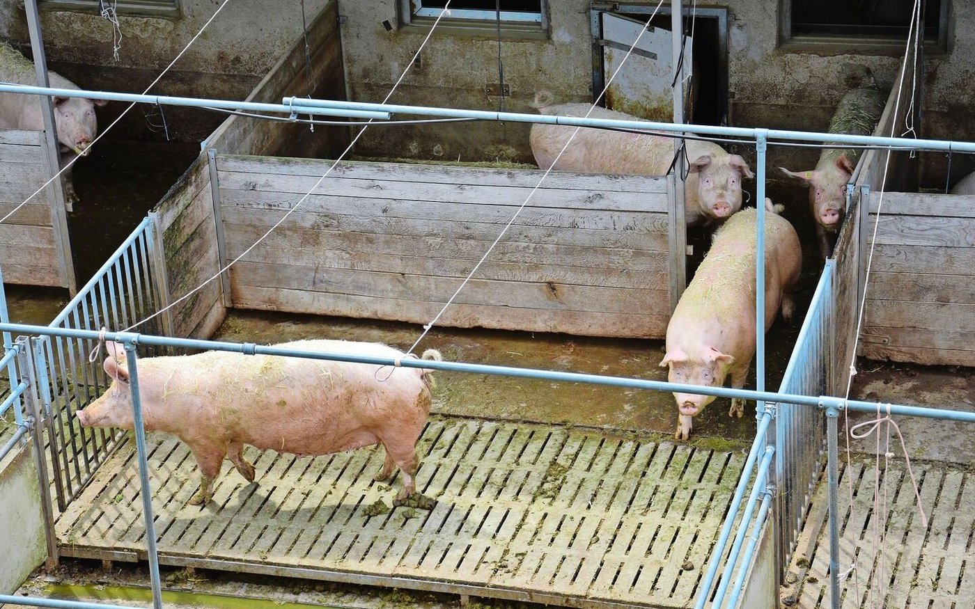 Beim letzten Ausbau der Biogasanlage 2017 waren die Ställe noch kein Thema, da die gleichen Gesetzestexte anders ausgelegt wurden als heute.