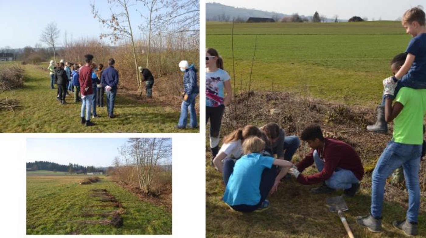 Nach fachkundigen Anweisungen konnten die Schülerinnen und Schüler zu den Schaufeln greifen und so neuen Lebensraum schaffen. (Bilder Heckenprojekt)