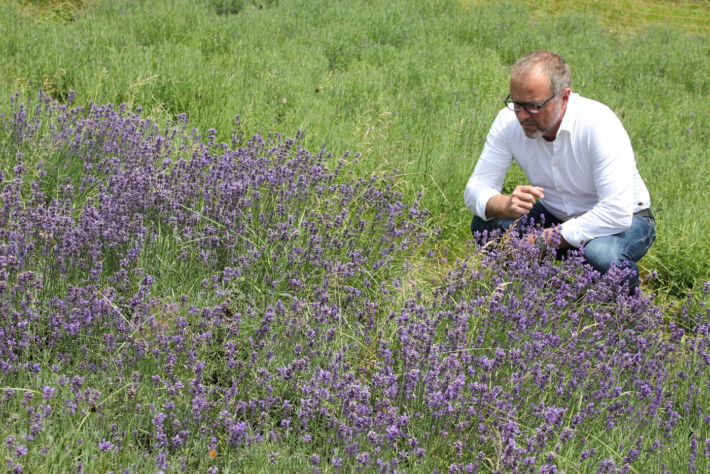 Lavendel ist eine Freude für die Nase und fürs Auge: Stefan Maegli geniesst es.