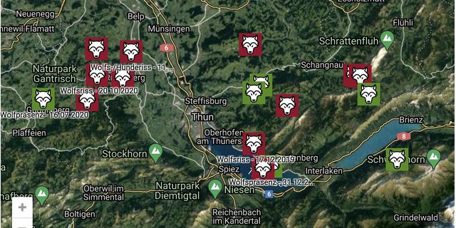 Der Berner Bauernverband zeigt auf einer Karte die diesjährigen Wolfssichtungen und -risse. (Bild Berner Bauernverband)