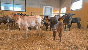 Schon bald müssen di Schon bald müssen die Tränkekälber sowohl auf dem Geburts- wie auch auf dem Folgebetrieb gegen die Kälbergrippe geimpft werden.