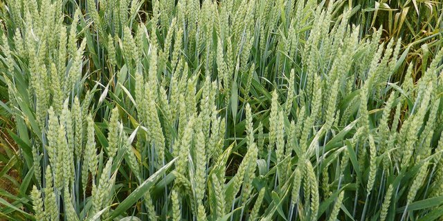 Seit 2014 führt Agroscope Freilandversuche u. a. mit gentechnisch verändertem Winterweizen durch. Es sollen Umweltverhalten, Nutzen und Risiken für die Landwirtschaft untersucht werden. (Bild Agroscope)