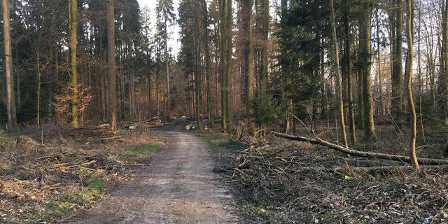 Die beiden Stürme Petra und Sabine zum Jahresbeginn 2020 haben im Berner Wald Spuren hinterlassen. (Bild jsc)